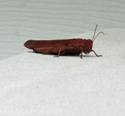 Red grasshopper, October 2025 © Colehauscats.com