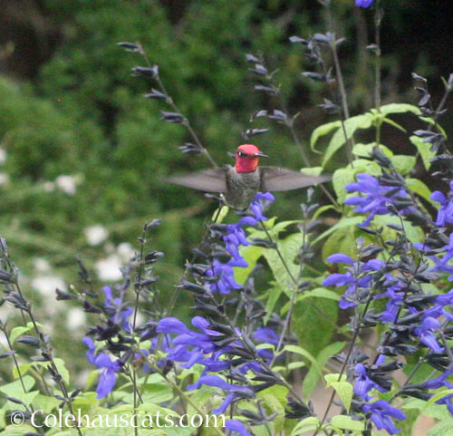 Male Anna's Hummingbird, October 2025 © Colehauscats.com