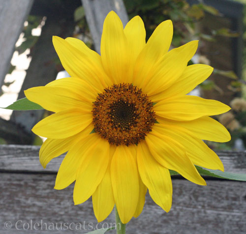Sunflower, October 2025 © Colehauscats.com