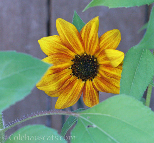 Sunflower, October 2025 © Colehauscats.com