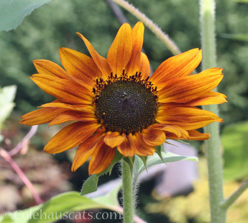 Sunflower, October 2025 © Colehauscats.com