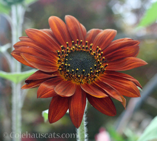 Sunflower, October 2025 © Colehauscats.com