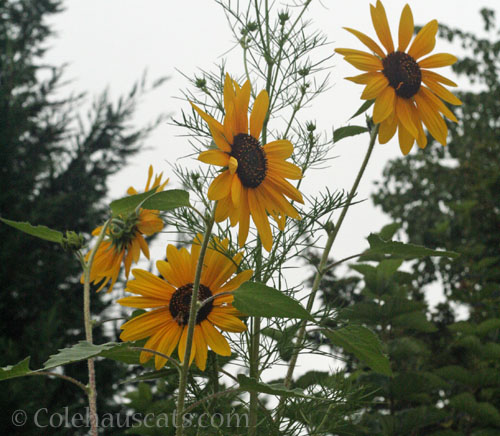 Tall sunflowers mixed with cosmos, October 2025 © Colehauscats.com
