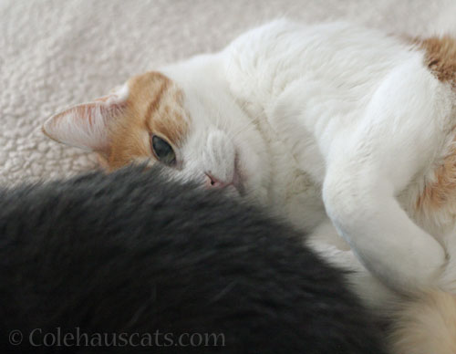 Quint snuggles with Tessa © Colehauscats.com