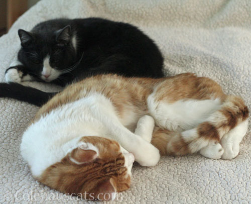 Tessa and Quint © Colehauscats.com