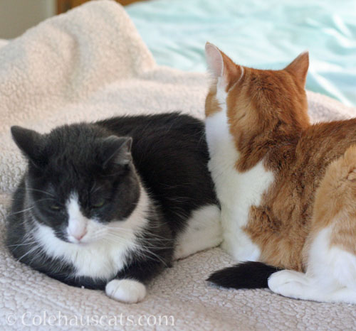 Tessa and Quint © Colehauscats.com