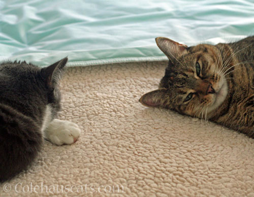 Tessa and Viola closer together than they've been in years, October 2025 © Colehauscats.com