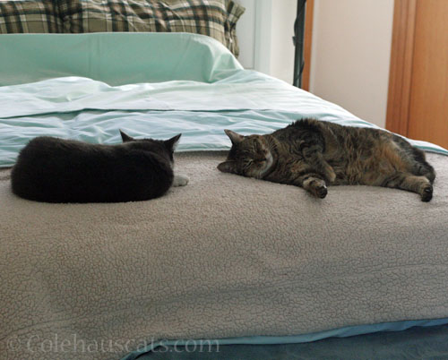 Tessa and Viola © Colehauscats.com