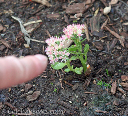 We see you, teensy Sedum, October 2025 © Colehauscats.com