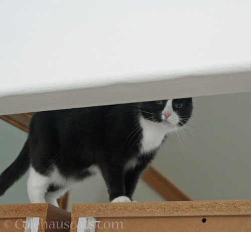 Tessa where she's not to be © Colehauscats.com