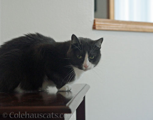 Tessa, head mischief maker © Colehauscats.com