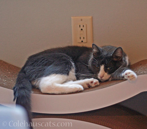 Tessa on the new scratcher © Colehauscats.com