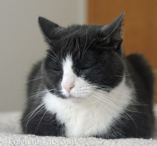 Smug Tessa is smug © Colehauscats.com