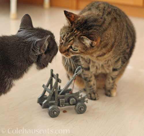 Tessa and Viola in temporary truce © Colehauscats.com