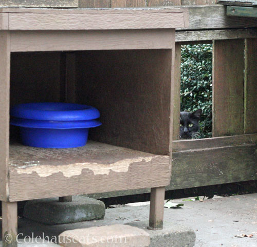 Tuxie Boy, October 2025 © Colehauscats.com