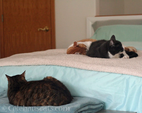 Viola, Quint and Tessa © Colehauscats.com