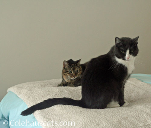 Viola and Tessa mostly sharing a space © Colehauscats.com