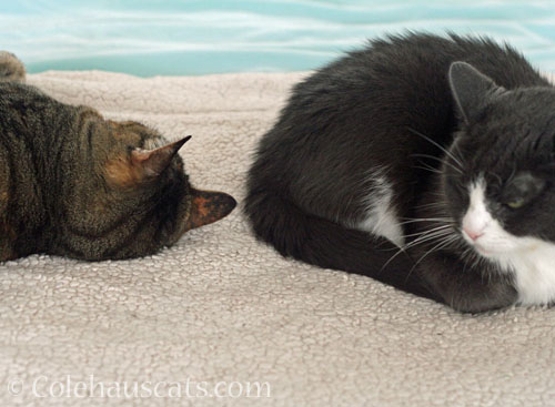 Viola and Tessa © Colehauscats.com