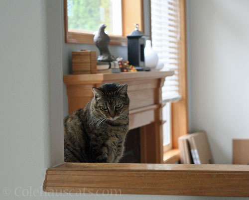 Waiting for Breakfast © Colehauscats.com