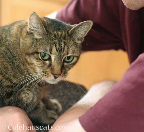Viola and Dad Monday discussions © Colehauscats.com