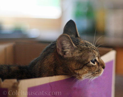 The end of Viola's island box? © Colehauscats.com