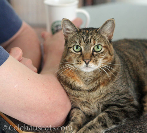 Monday discussions with Viola and Dad © Colehauscats.com