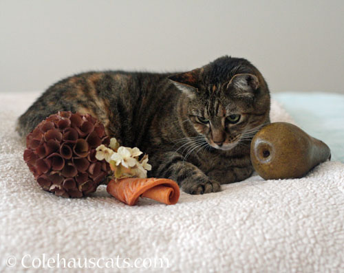 Viola with November things © Colehauscats.com