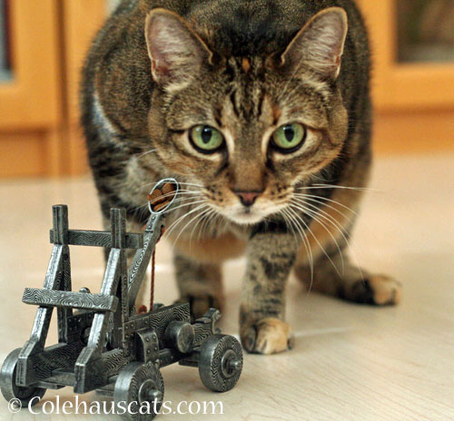 Viola prepares her Trebuchet for the hungry hoards © Colehauscats.com