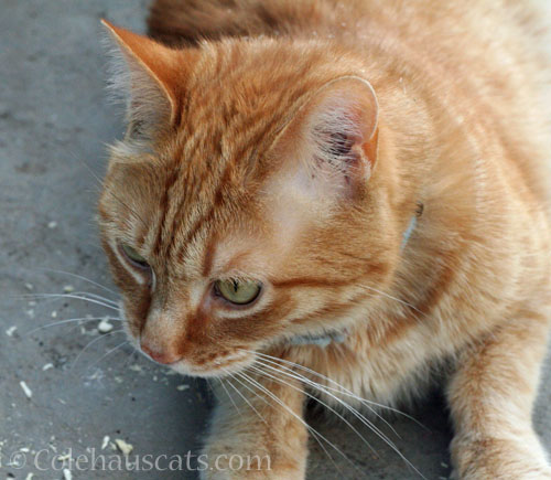 Neighborhood cat Zerbe, October 2025 © Colehauscats.com