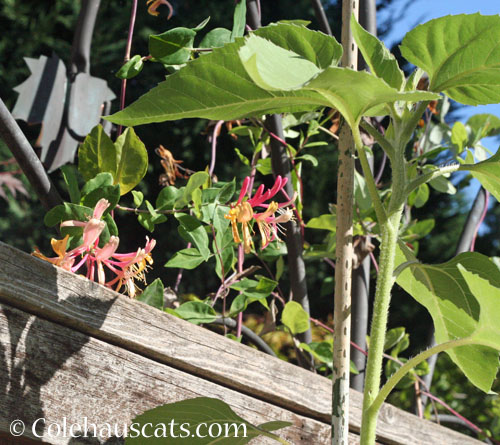 Neighbor's honeysuckle, October 2025 © Colehauscats.com