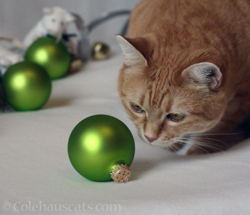 Angel Mama Zuzu, 2016 © Colehauscats.com