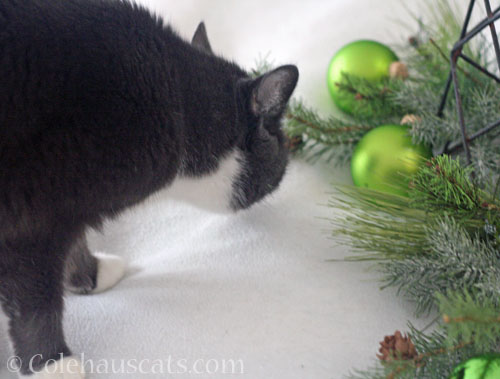Tessa and her uncooperative 2025 Christmas eCard © Colehauscats.com
