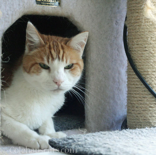 Quint not cooperating © Colehauscats.com