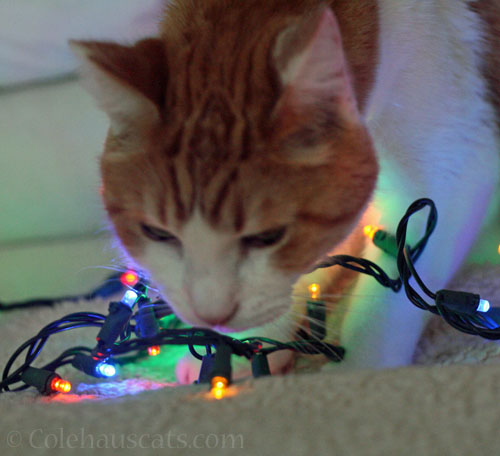 Just before nibbling on the lights © Colehauscats.com