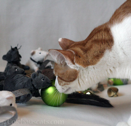 Quint checks out the Christmas rats, 2016 © Colehauscats.com