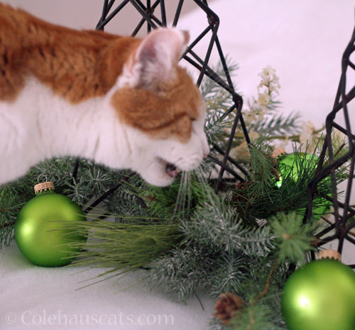 Quint chewing the Christmas photo props © Colehauscats.com