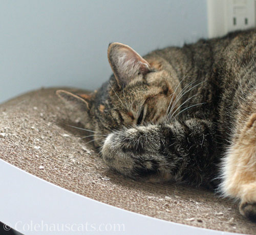 Sleepy Viola © Colehauscats.com