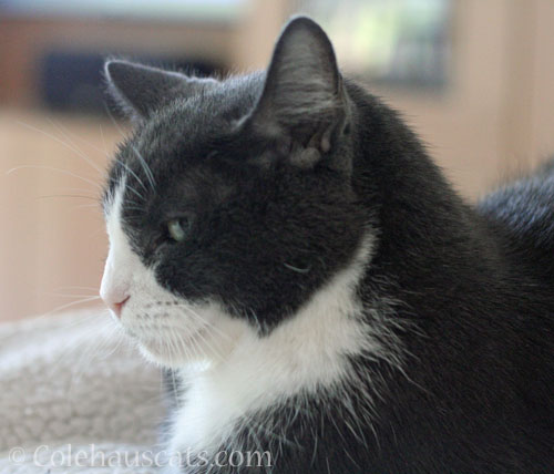 Tessa © Colehauscats.com