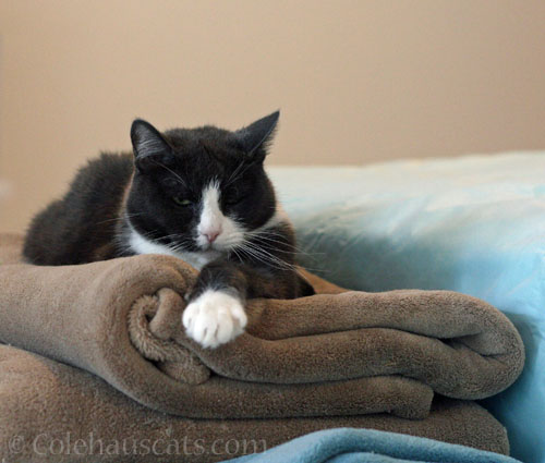 Tessa's thoughts on the change © Colehauscats.com