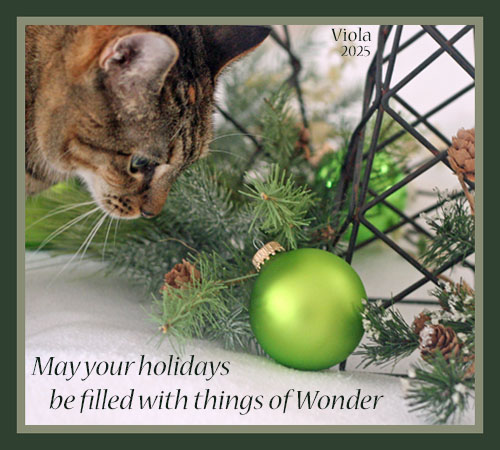 Viola's 2025 Christmas eCard © Colehauscats.com