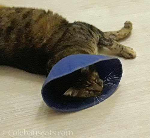 Viola, a few more days of cone © Colehauscats.com