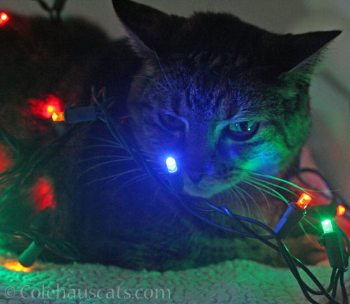 Christmas Lights and Viola, 2025 © Colehauscats.com