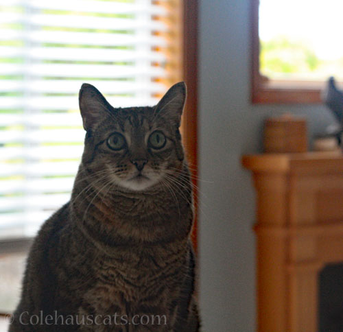 What is Viola doing? © Colehauscats.com