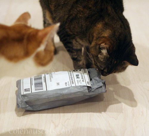 Viola's package from the Tooth Fairy © Colehauscats.com