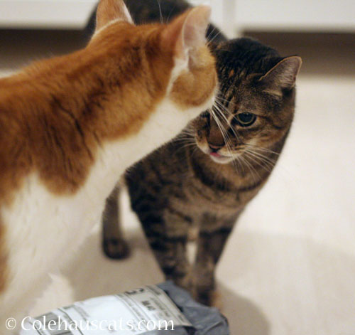 Viola tells Quint to back off © Colehauscats.com