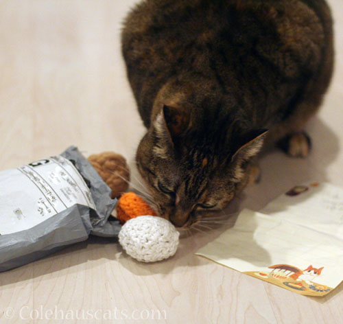 Viola sniffs her new soft toys © Colehauscats.com
