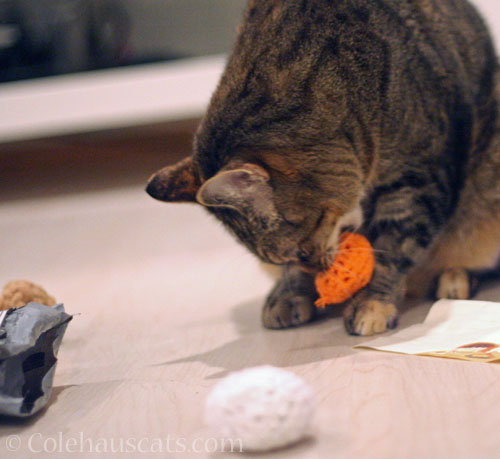 Viola puts the bite on a favorite © Colehauscats.com