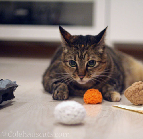 Viola and her new soft toys © Colehauscats.com