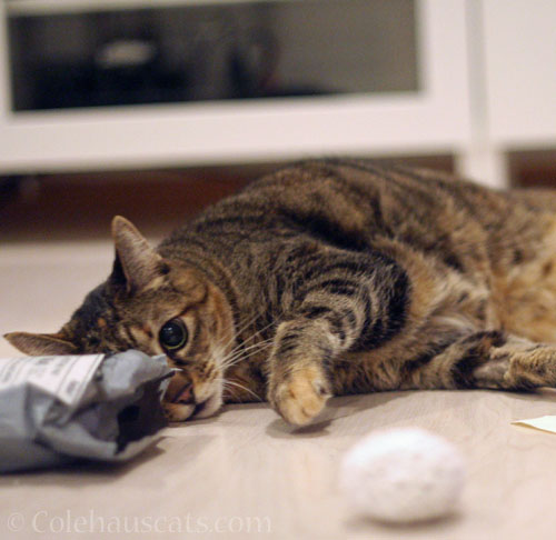 Viola senses something's amiss © Colehauscats.com