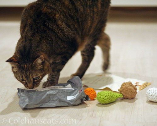 Viola finds another toy in the package © Colehauscats.com